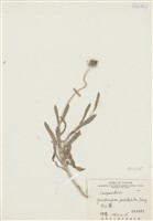 藏品(天人菊)的圖片